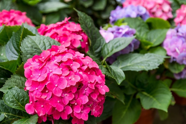 Flor de hortensia rosa