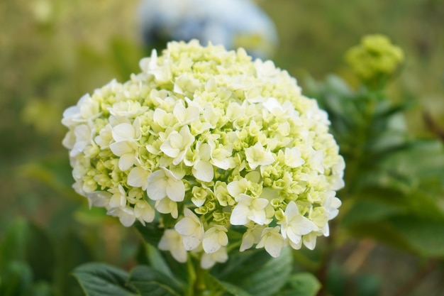 flor de hortensia verde en el jardín