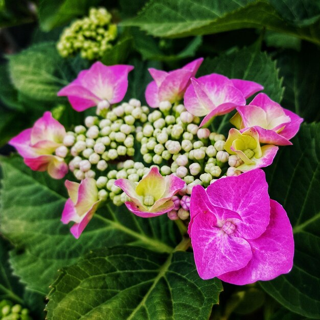 Foto la flor de la hortensia