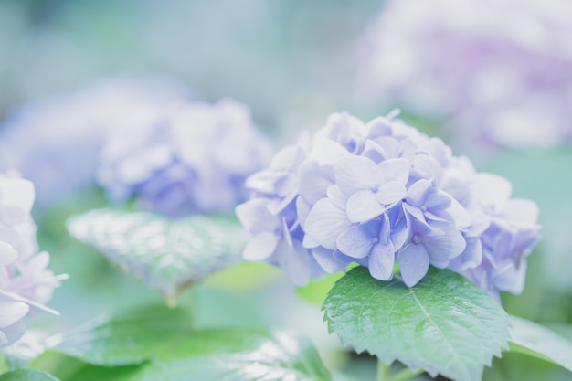 Flor de hortensia