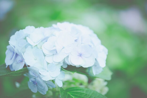 Flor de hortensia