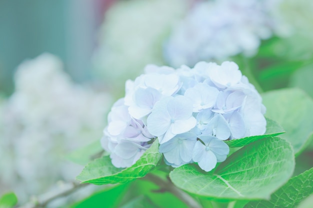 Flor de hortensia