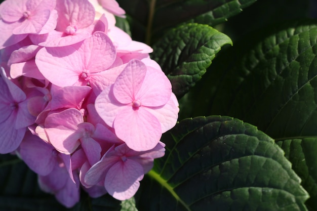 Flor de hortensias en tropical