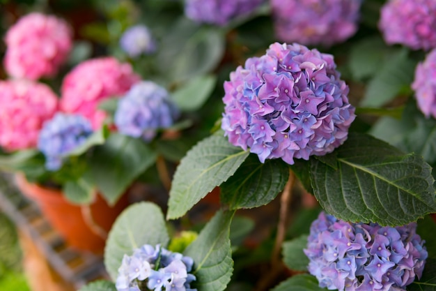 Flor de Hydrangea, flor de Hortensia, fondo.