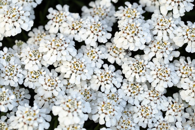 Flor ibérica Fondo de flores blancas de primavera