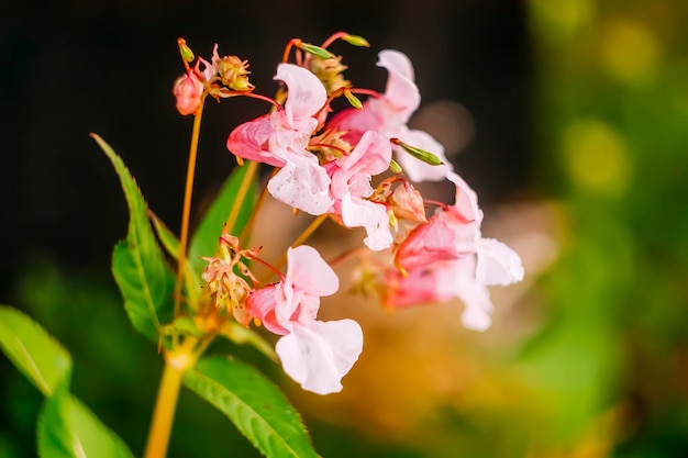 Flor Impatiens Balsamina comúnmente conocida como balsam rose balsam touchmenot o spotted snapweed