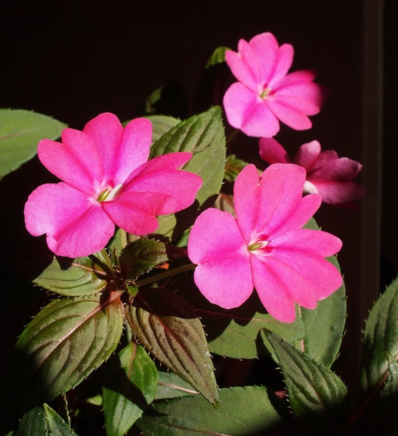 Flor Impatiens da Nova Guiné