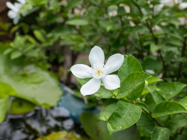 Foto la flor indrajao.