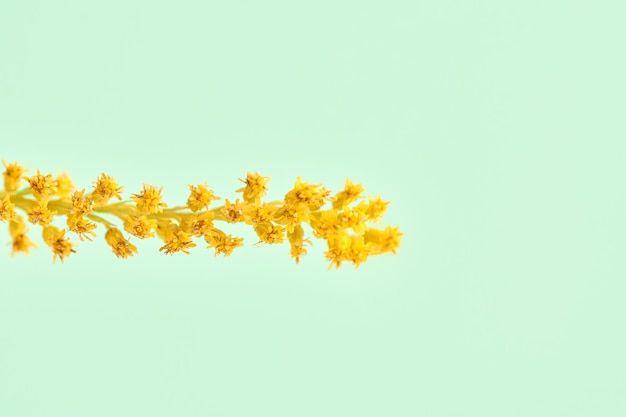 Flor inflorescencia de vara de oro con flores amarillas sobre fondo verde claro solidago virgaurea