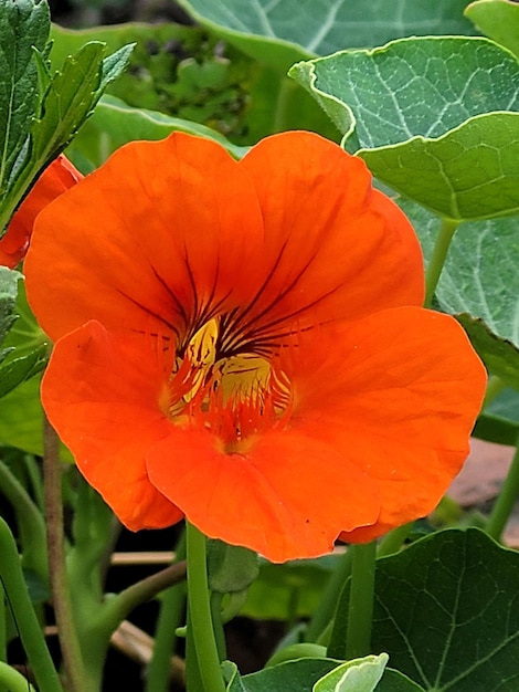 una flor con un insecto en ella está en un jardín