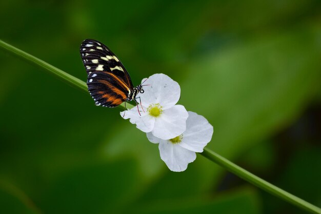 flor de insecto mariposa