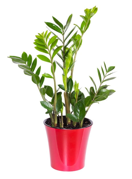 Flor interior Zamioculcas em um pote de cor vermelha isolada em fundo branco