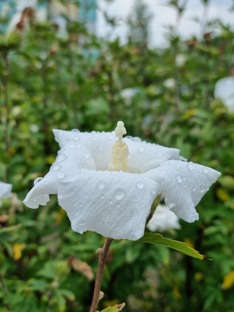 La flor de Ipomoea aquatica florece en el contexto de las hojas verdes de cerca después de la lluvia.