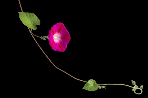 Flor de ipomoea Japanese morning glory convolvulus aislado sobre fondo negro