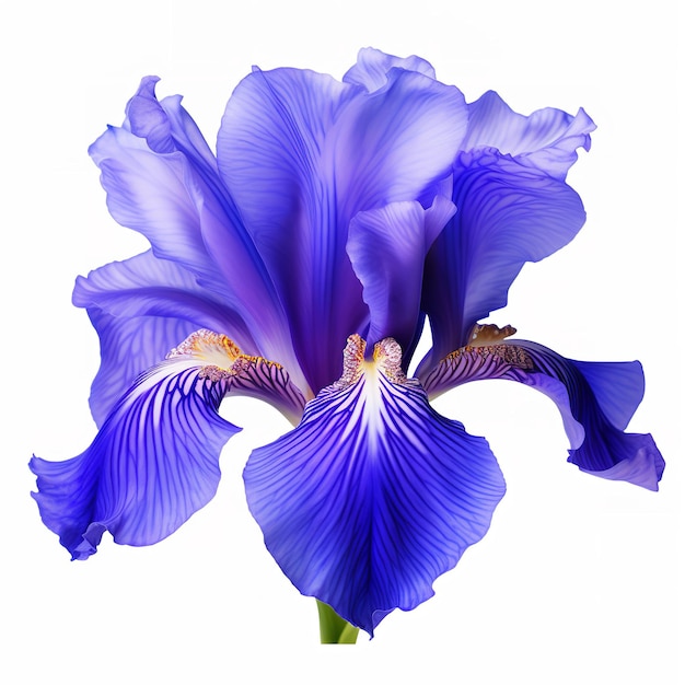 Flor de iris aislada sobre un fondo blanco