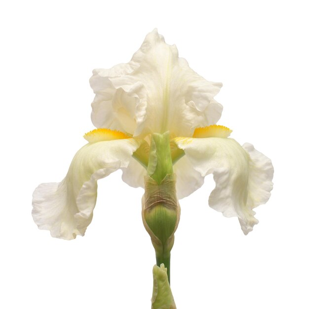 Flor de iris aislado sobre fondo blanco. Pascua de Resurrección. Verano. Primavera. Endecha plana, vista superior. Amor. Día de San Valentín. Patrón floral, objeto. concepto de naturaleza