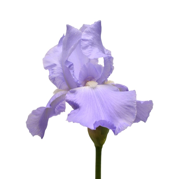 Flor de iris azul aislada sobre fondo blanco. Verano. Primavera. Endecha plana, vista superior. Patrón floral. Amor. día de San Valentín
