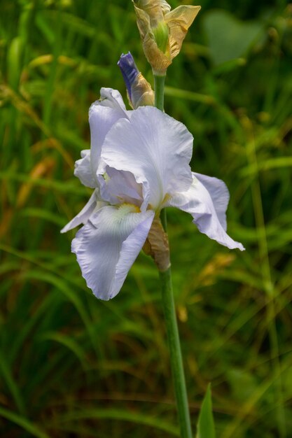 Flor de iris azul en el jardín