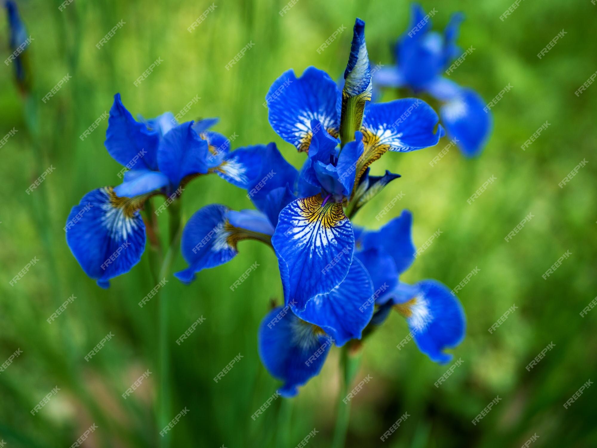 Flor de iris azul sobre hierba verde en el jardín de verano | Foto Premium Flor de iris azul sobre hierba verde en el jardín de verano | Foto Premium