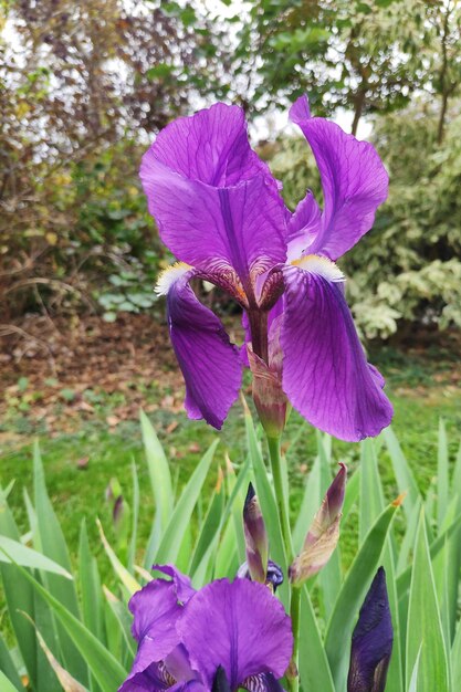 La flor del iris de la barba púrpura