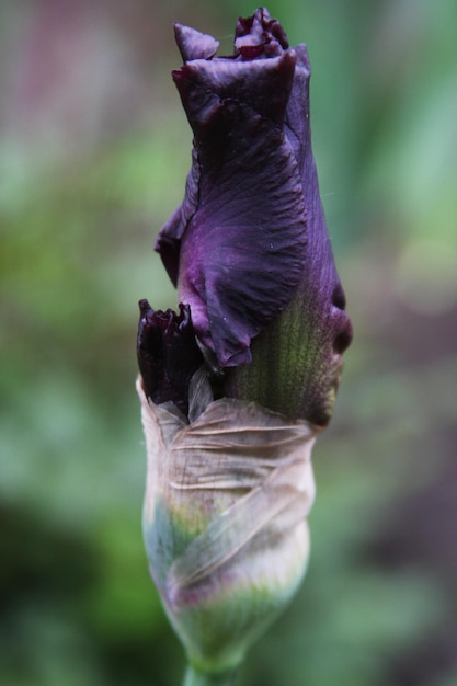 Flor de iris barbudo azul oscuro