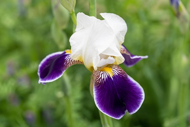 Flor de iris cabeza de flor blanca y morada | Foto Premium