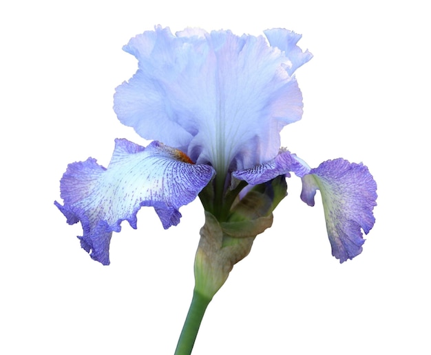Flor de iris de cerca sobre fondo blanco.