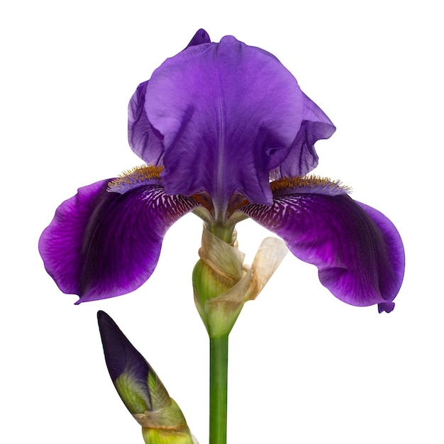 Flor de iris delicada aislada sobre fondo blanco con trazado de recorte Verano Primavera Vista plana superior Patrón floral Amor Día de San Valentín