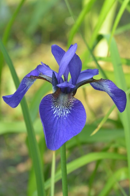 Foto la flor del iris en el fondo de la hierba verde