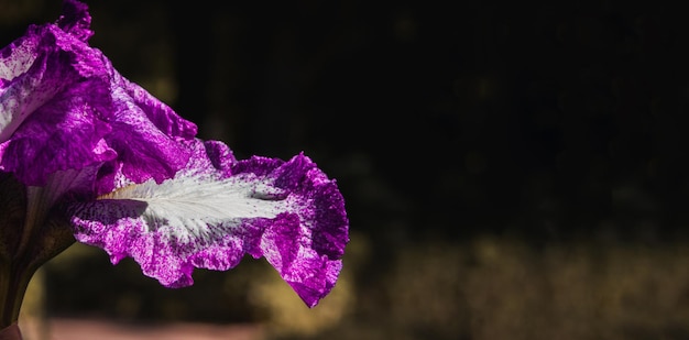 Flor de iris germanica púrpura que florece en primavera Espacio de copia Enfoque selectivo