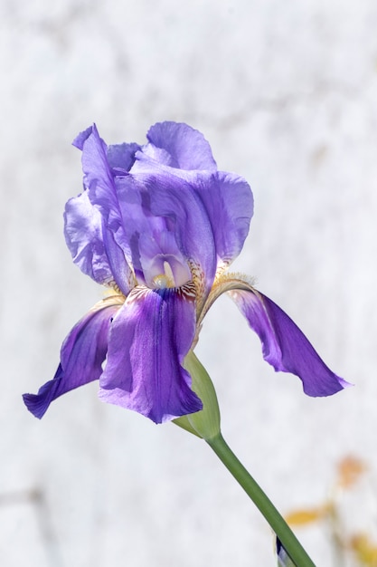 Flor de iris germanica