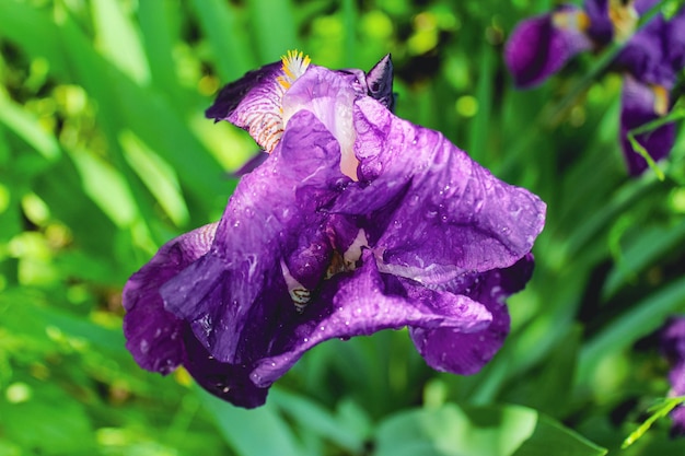 Flor de iris con gotas después de la lluvia