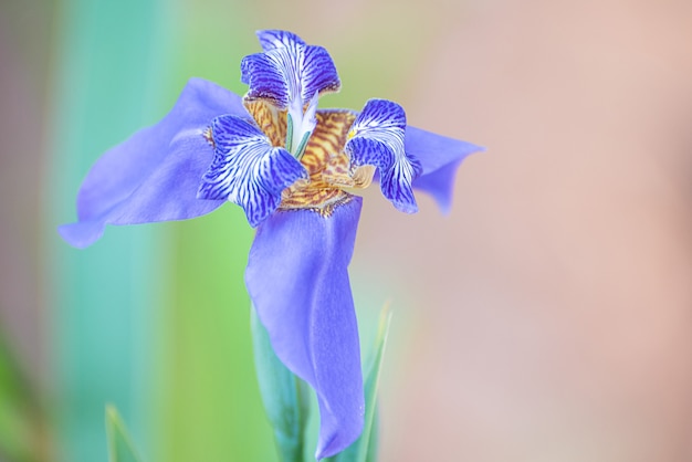 Flor de Iris, hermosa flor de iris azul en el sol de la mañana en primavera en Brasil, enfoque selectivo.