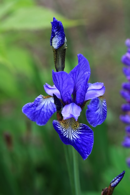 Flor de iris en el jardín día de verano