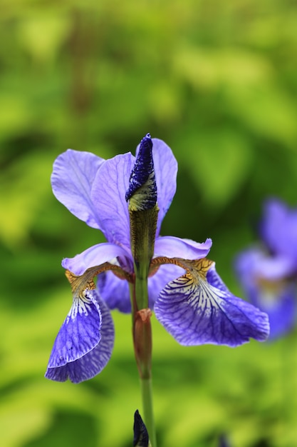 Flor de iris en el jardín día de verano