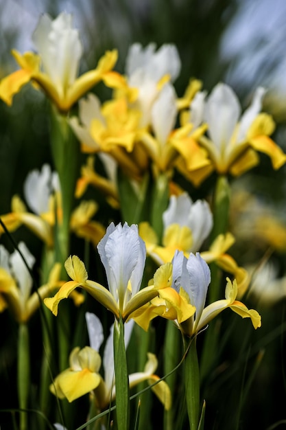 flor de iris en el jardín