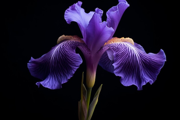 Flor de iris de luz fresca sobre un fondo negro