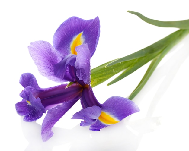 Flor de iris morado, aislado en blanco