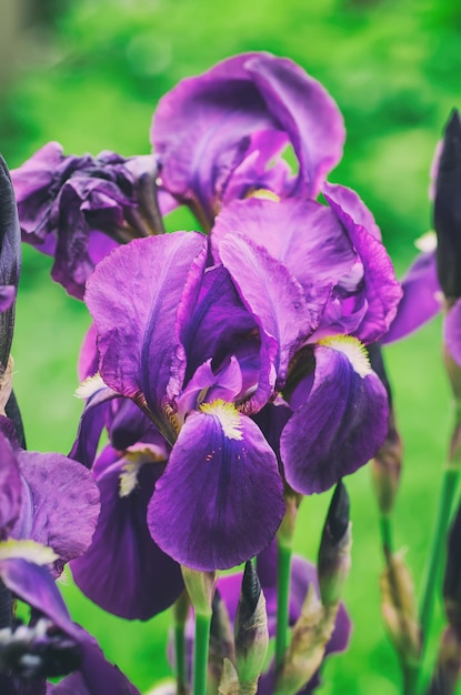 Flor de iris en la naturaleza