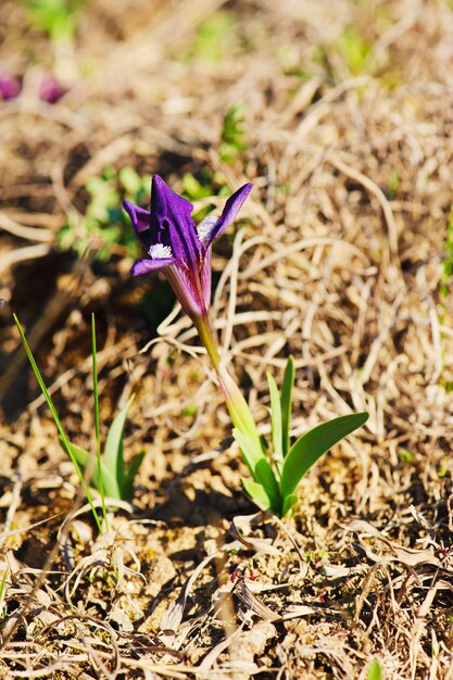 Flor de iris en la naturaleza