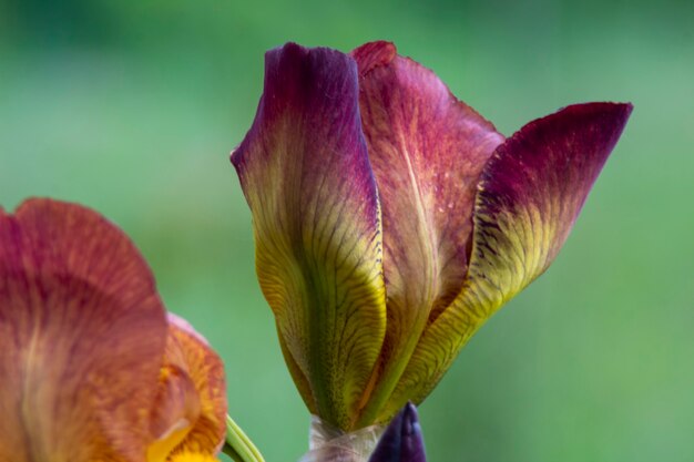 Flor de Iris en primavera con fondo claro