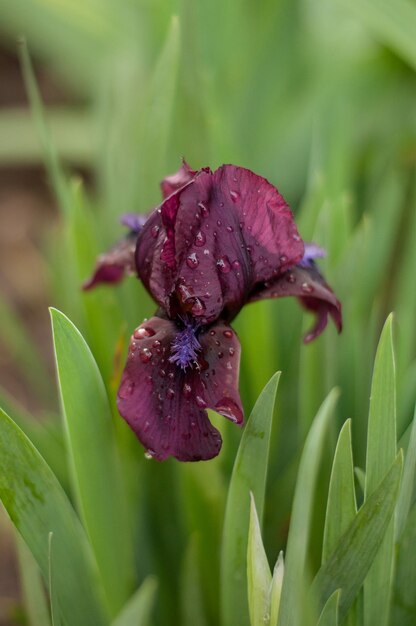 Flor de iris púrpura en gotas de lluvia sobre un fondo borroso verde