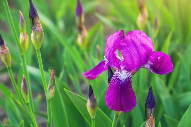 Flor de Iris púrpura que florece en mayo