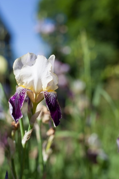 Flor de iris púrpura sobre un fondo de parque verde en un día de verano