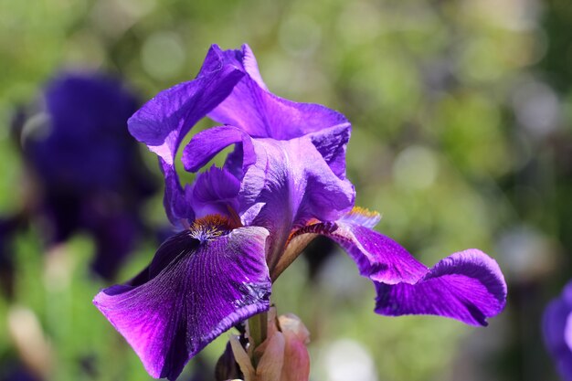 Flor de Iris púrpura sobre fondo verde borroso natural Iris x hybrida Amas