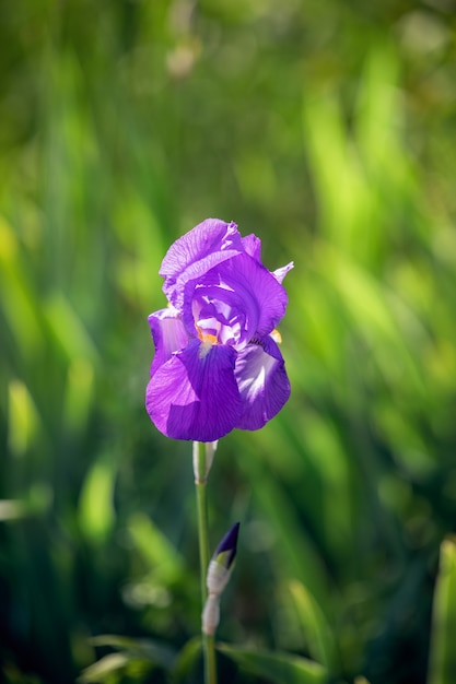 Flor de iris púrpura solitaria en el parque (foco en flor, fondo bokeh) Foto vertical