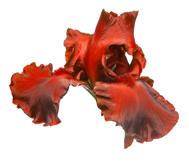 Flor de iris rojo oscuro aislada sobre fondo blanco Verano Primavera Vista plana superior Amor Día de San Valentín