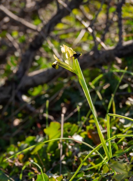 Flor de iris salvaje a la luz del sol en el bosque en Grecia