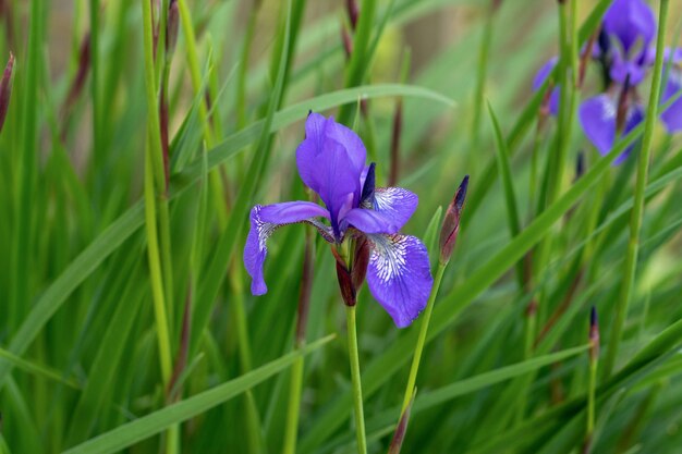 Flor Iris sibirica closeup Iris sibirica ha florecido en el sitio