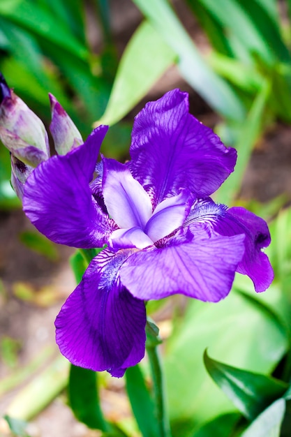 Flor de iris violeta sobre fondo verde jardín